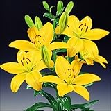 国華園　ユリ球根　すかしユリ黄花　10球