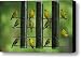 American Goldfinches Feed On Thistle Canvas Print / Canvas Art - Artist Joel Sartore