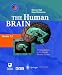 The Human Brain: An Introduction to the Human Nervous System