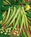 Clemson Spineless Okra Seeds - Hibiscus Esculentus - 2 Grams - Approx 35 Gardening Seeds - Vegetable Garden Seed