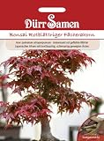 Details zu "Bonsai Rotbl&auml;ttriger F&auml;cherahorn (Acer palmatum)"