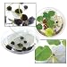 Grow Your Own Lily Pad (Set of 5)