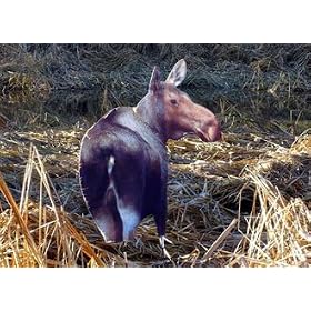 Cow Moose Decoy