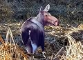 Montana Decoy® Cow Moose Decoy