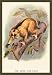 Buyenlarge - The Javan Slow Loris 12x18 Giclee on canvas