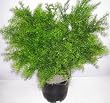 26" Outdoor Springerii Fern Plant