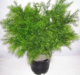26 Outdoor Springerii Fern Plant