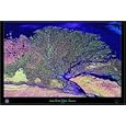 Lena River Delta, Russia Satellite Art Print, 36"x24"