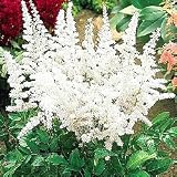 Deutschland Astilbe (White)