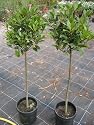 PAIR OF STANDARD BAY TREES 140CM