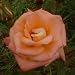 Rose Just Jenny