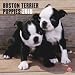 boston_terrier6boston terrier - Boston Terrier Puppies 2010 Wall Calendar
