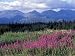 Fireweed Blooms near Kluane National Park, Yukon, Canada Photographic Poster Print by Paul Souders, 40x30
