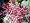 Atrolineare Japanese Maple - Bonsai or Outdoors - Acer