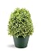 National Tree Boxwood Tree with Dark Green 8-Inch Round Plastic Pot, 15-Inch