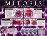 Cells Structure Function & Processes Poster Series - Laminated