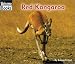 Red Kangaroo (Welcome Books: Animals of the World)