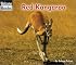 Red Kangaroo (Welcome Books)