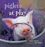 Piglets @ Play (At Play)