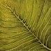Fresh Green MUSEUM WRAP CANVAS Print With Added Heavy BRUSHSTROKES Caroline Wenig 12x12