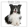 Border Collie (Studio) 2013
