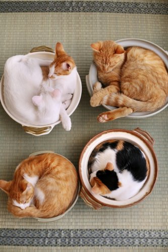 写真集『ねこ鍋』講談社MouRa