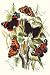 Art Poster, Butterflies: V. Atalanta, V. Antiopa, et al. - 18.75 x 27.5