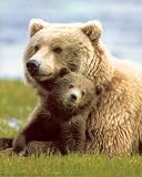 Grizzly Bear Playing With Cub Quality Art Poster Print - 20