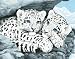 Dimensions Medium Traditional Designs Snow Leopard Cubs