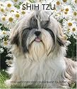 Shih Tzu 2008 Hardcover Weekly Engagement Calendar (German, French, Spanish and English Edition)