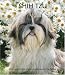 Shih Tzu 2008 Hardcover Weekly Engagement Calendar