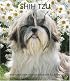 Shih Tzu 2008 Hardcover Weekly Engagement Calendar