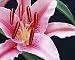 Photographic Prints of Stargazer Lilly from AWL Discover Images