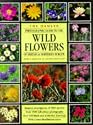 Wild Flowers of Britain and Europe