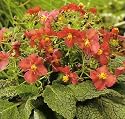 Flower of Scotland Verbascum - Wine/Red Flowers - NEW!