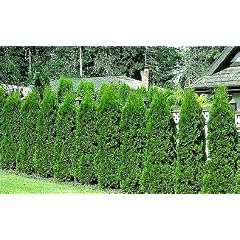 Thuja occidentalis - Thuja occidentalis - Samen