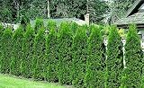 Thuja occidentalis - Thuja occidentalis - Samen