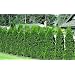 Thuja occidentalis - Thuja occidentalis - Samen