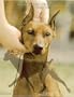 German Pinscher Champions, 2001-2006