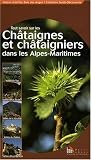 Tout Savoir Sur les Chataignes et Chataigniers Dans les Alpes-Maritimes