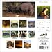 Hippos and Rhinos