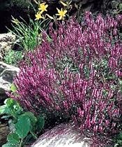 4 Meadow Sage Rose Queen Plants - Salvia superba