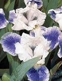 Boo Dwarf Bearded Iris - 1 rhizome