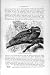 Natural History 1895 Great Eared Frog-Mouth Owlet Bird