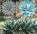 Paket Nr. 22 / 3x verschiedene Agaven (5K Agave montana, 5K Agave neomexicana, 5K Agave parryi)