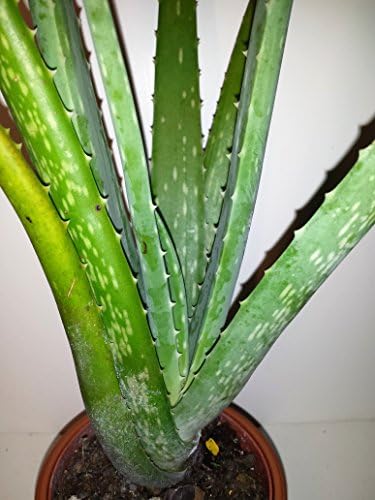 Sun-Grown Aloe 18 inches Tall in a 4 Inch Panterra Pot with Plant Food