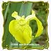 Yellow Iris (Iris pseudacorus) Jumbo Wildflower Seed Packet  30 Seeds