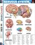 Nervous System (SparkCharts)
