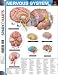 Nervous System (SparkCharts)