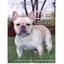 French Bulldog Champions, 2001-2004 by Jan Linzy